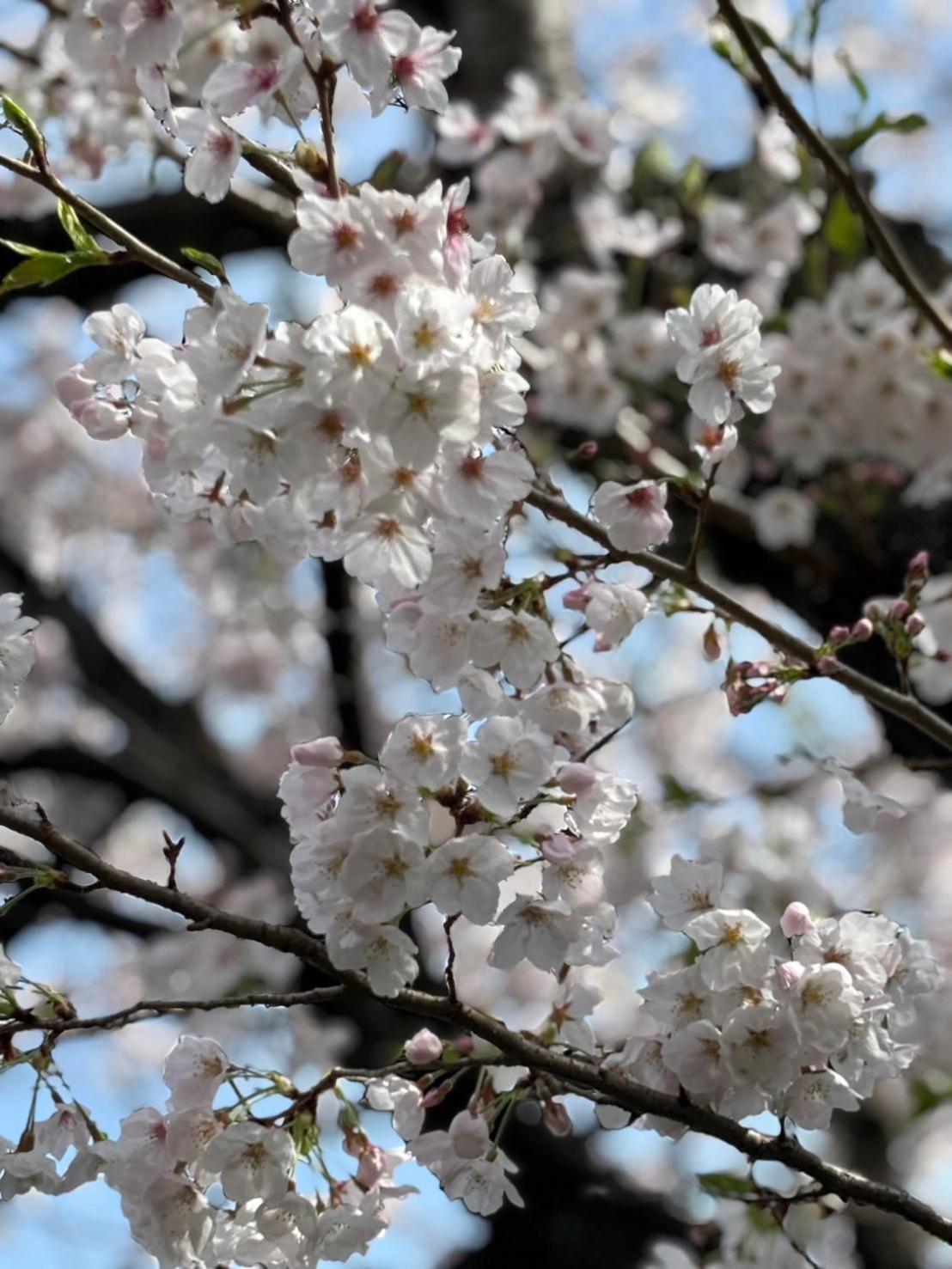 Sakichi