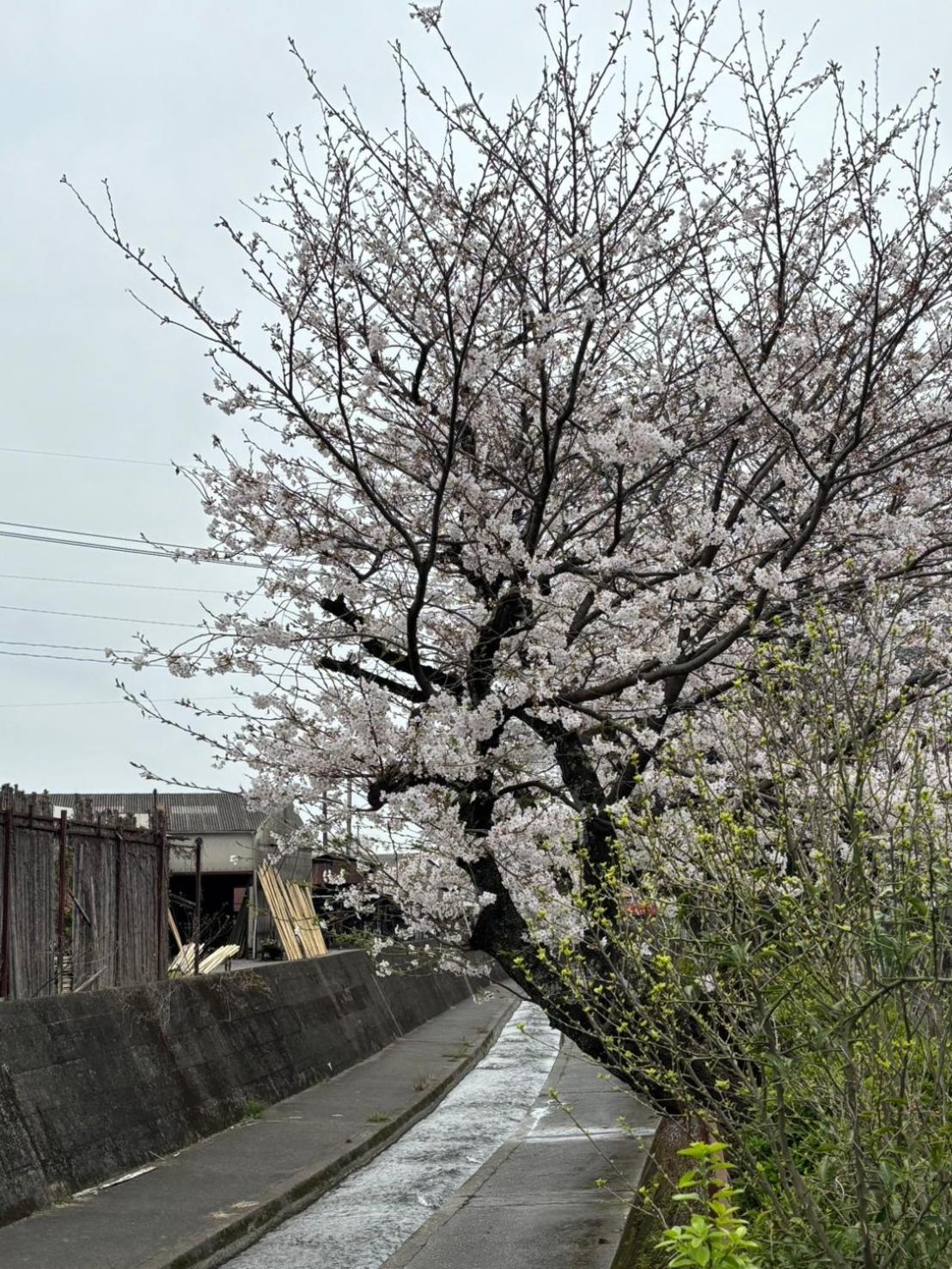Sakichi Guest house Beppu